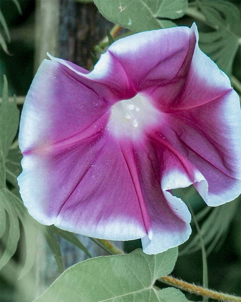 Chocolate Morning Glory - 20 Seeds