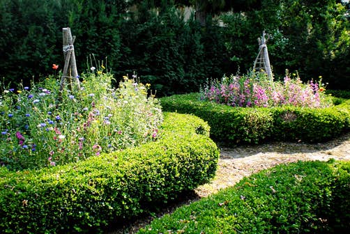 Wildflower Seeds 'Shady Mix'