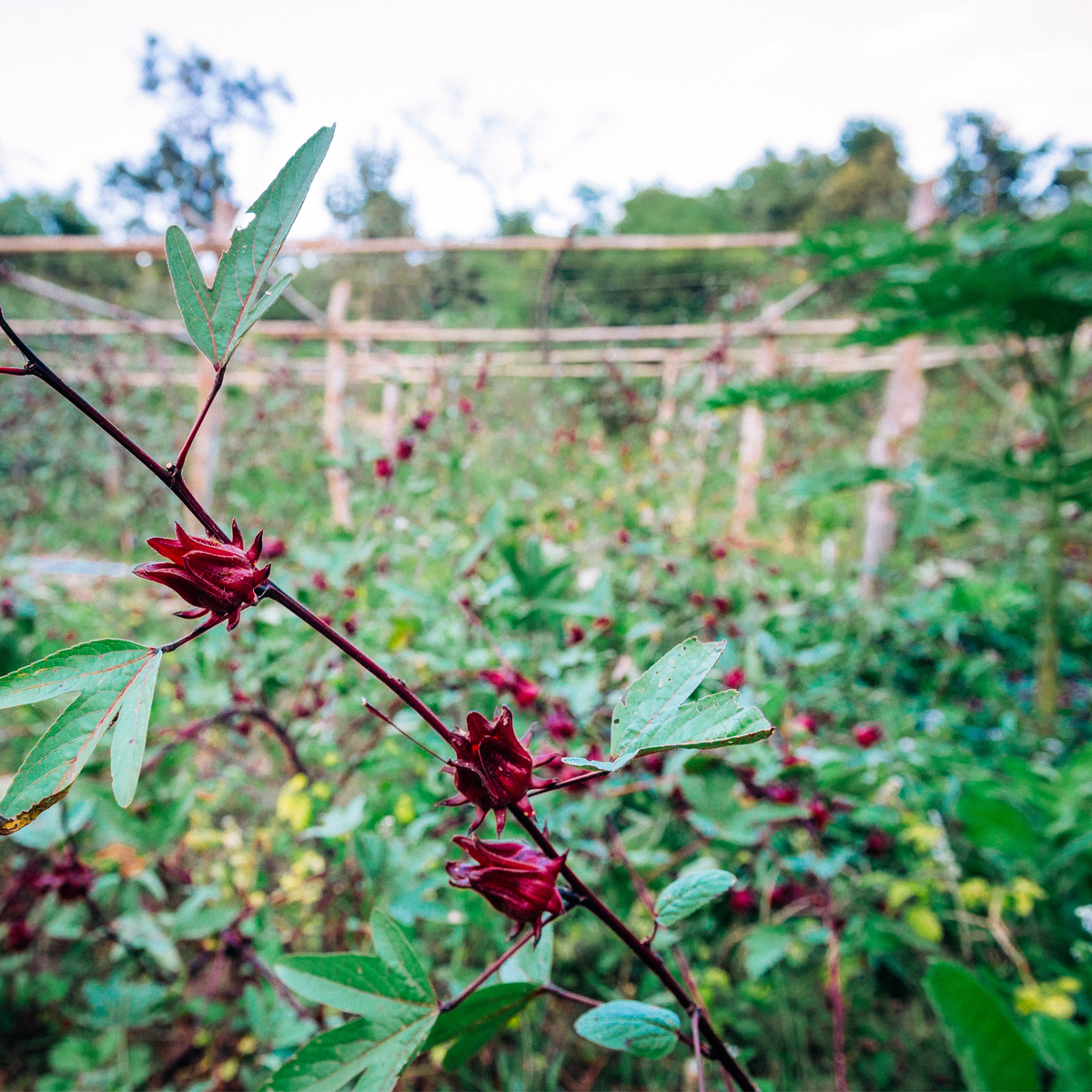 Thai Red Roselle Hibiscus Tarot Garden