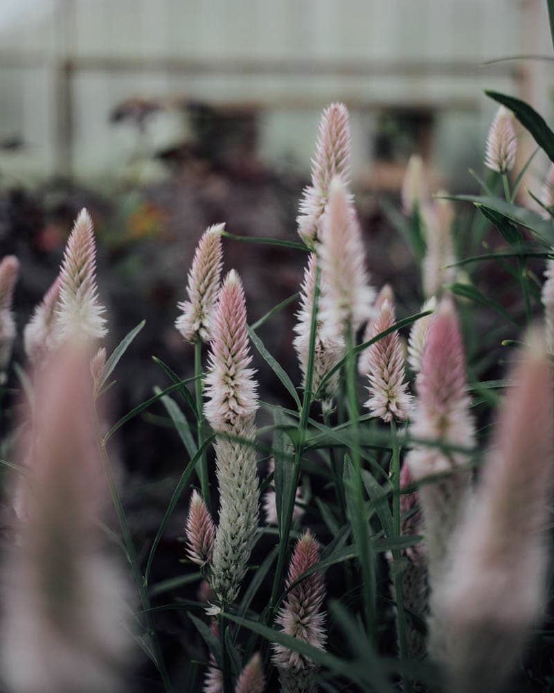 Flamingo Feather Celosia - 100 Seeds