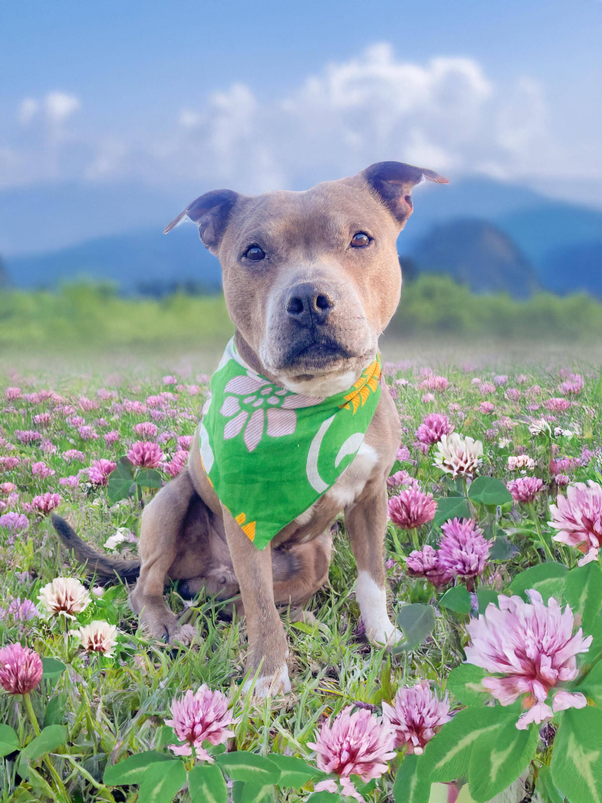 Saree Pet Bandana, Medium