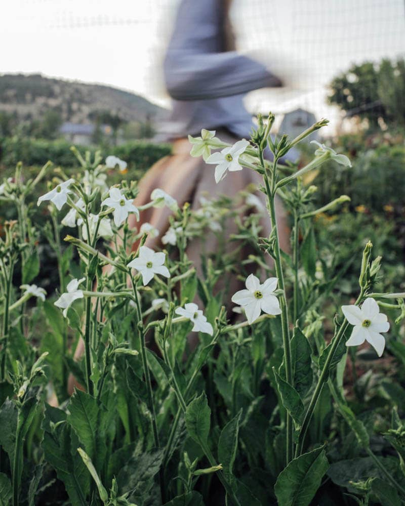 White Perfume Nicotiana - 50 Seeds