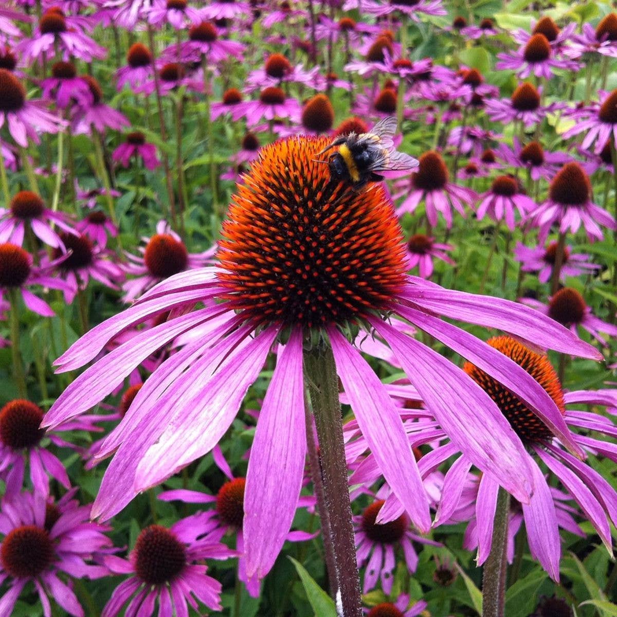 Strength in Echinacea Flower Tarot Garden