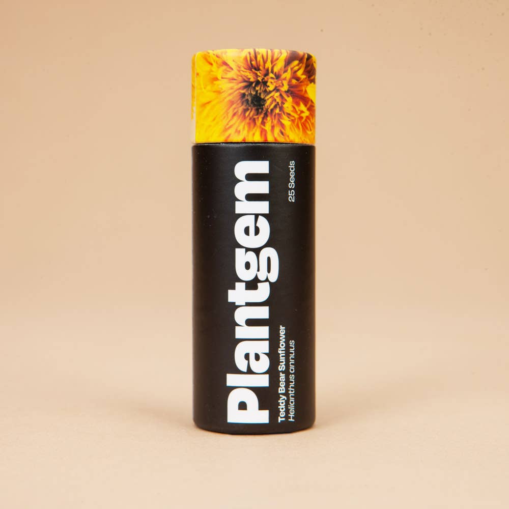 Teddy Bear Sunflower - 50 Seeds