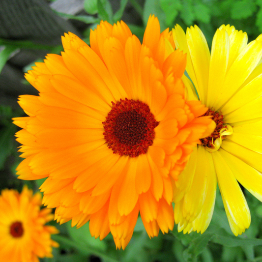 Calendula Tarot Garden