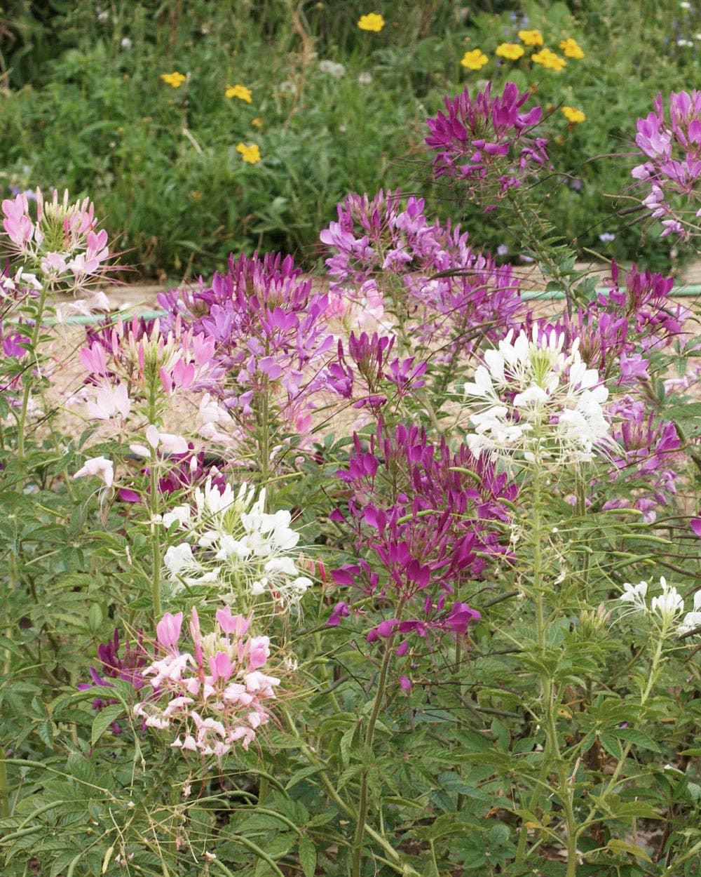 Bumble Bee Bar Wildflower Seed Mix