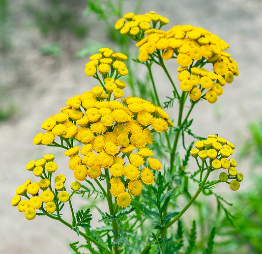 Tansy Tarot Garden