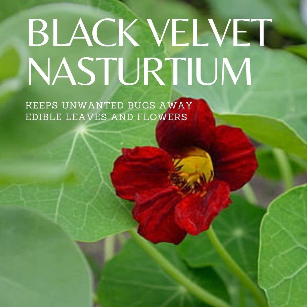 Black Velvet Nasturtium Tarot Garden