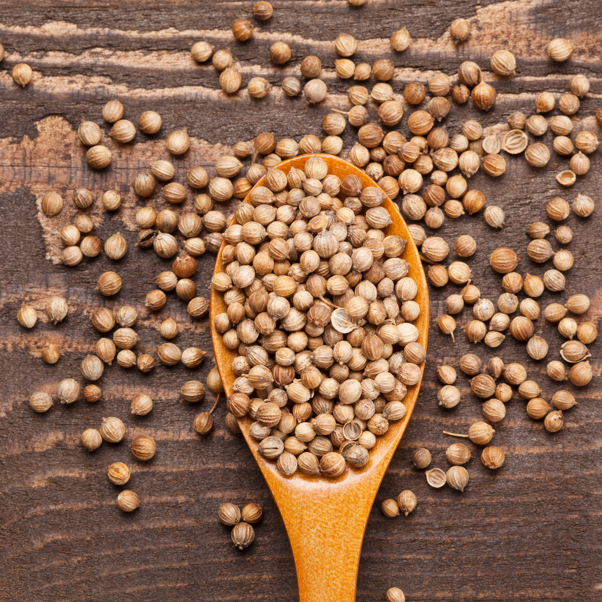 Cilantro Coriander Tarot Garden