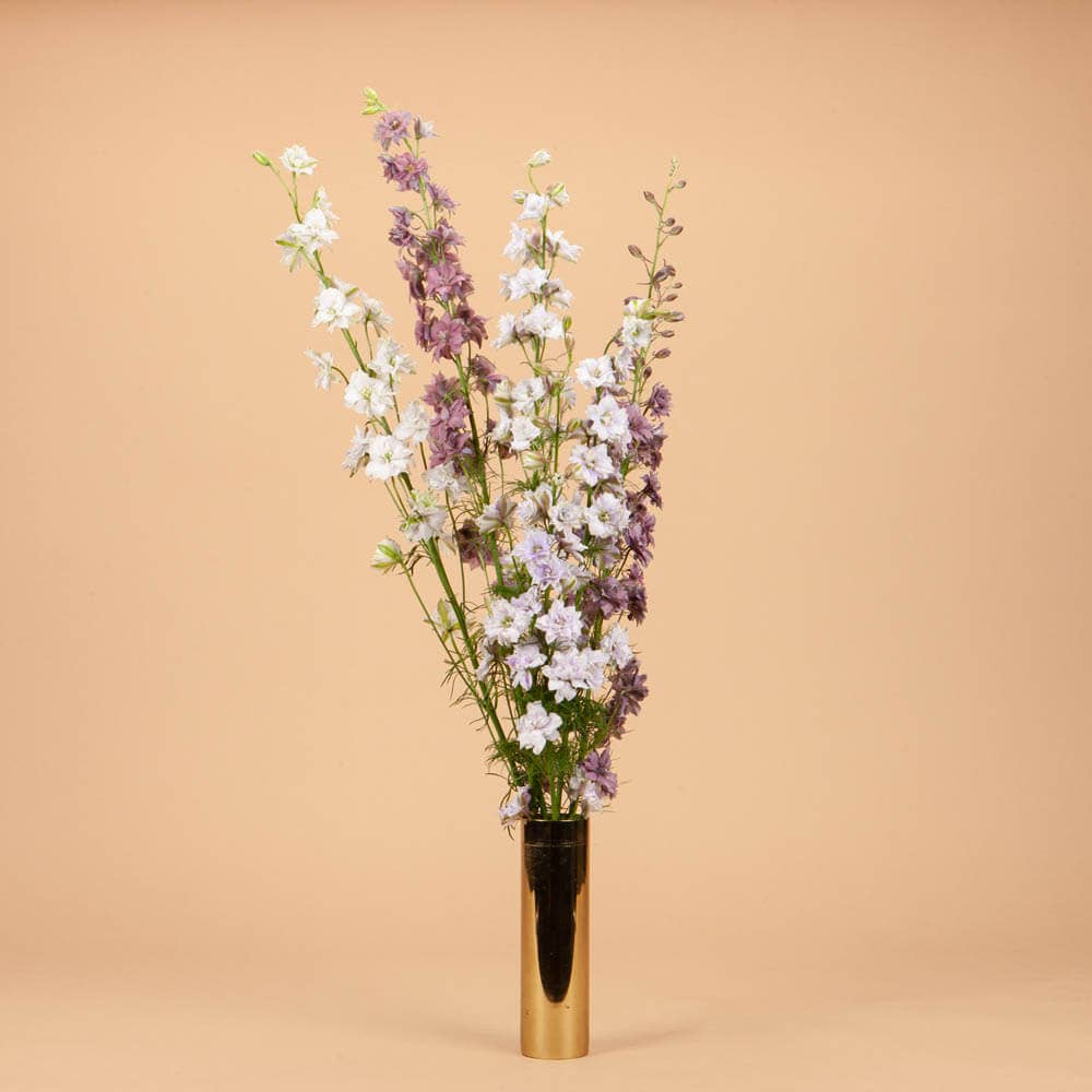 larkspur misty lavender seeds Misty Lavender Larkspur - 100 Seeds