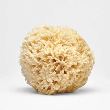 Large Natural Sea Sponge