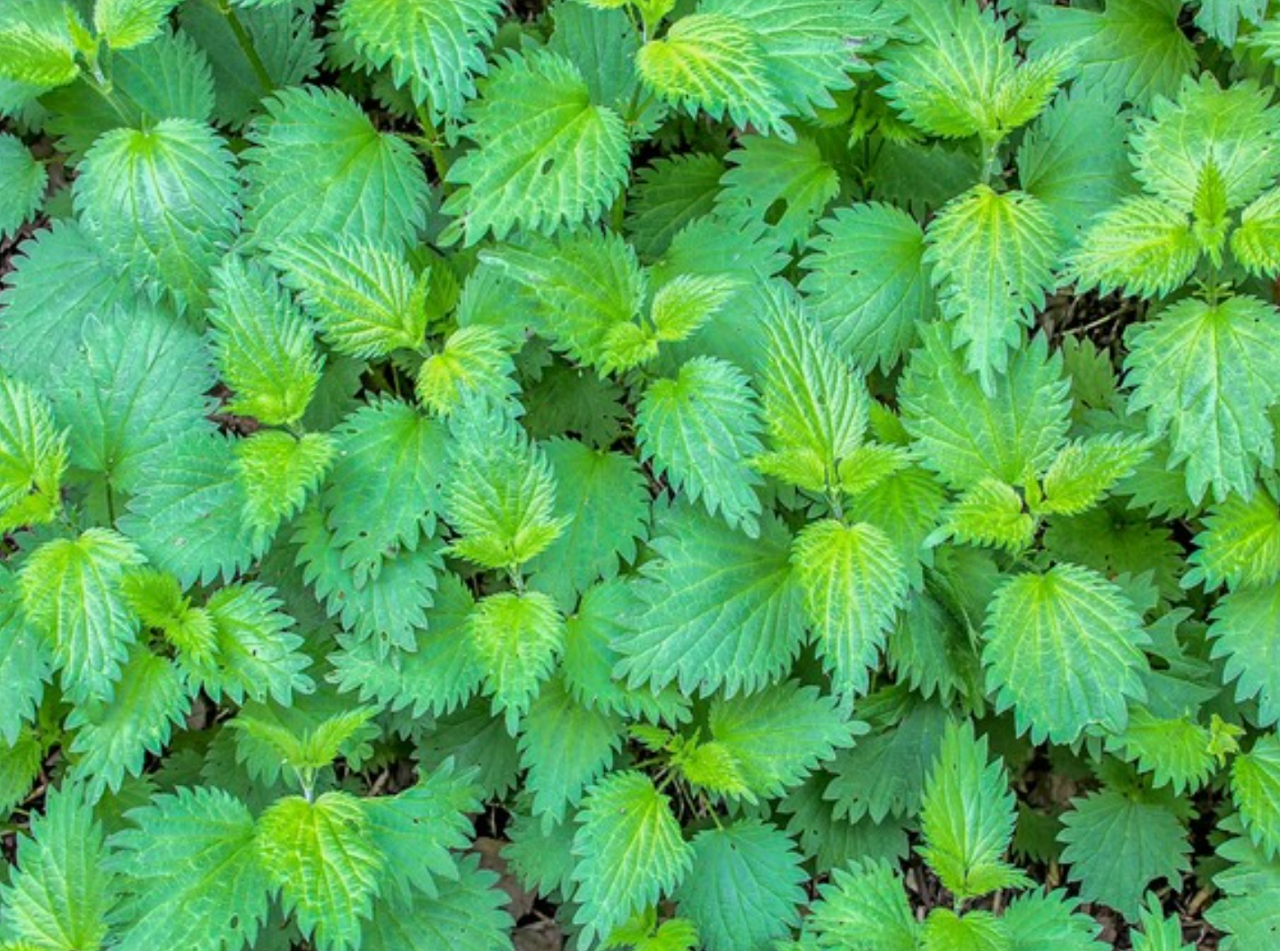 Stinging Nettle Tarot Garden