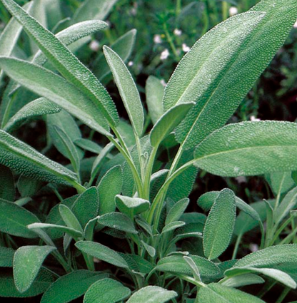 Broadleaf Sage Tarot Garden