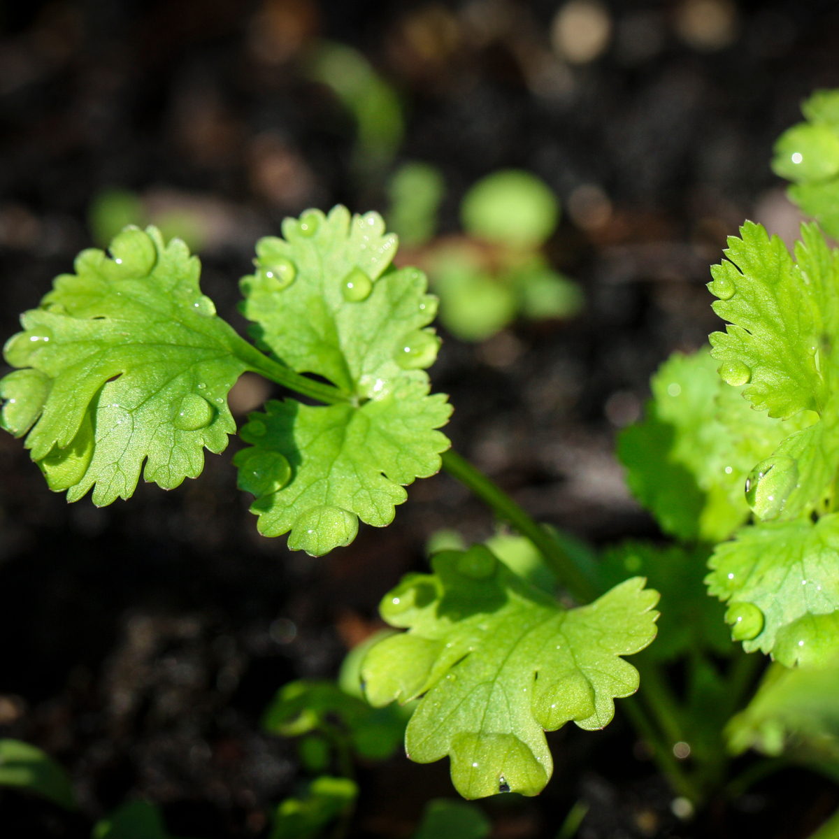 Cilantro Coriander Tarot Garden