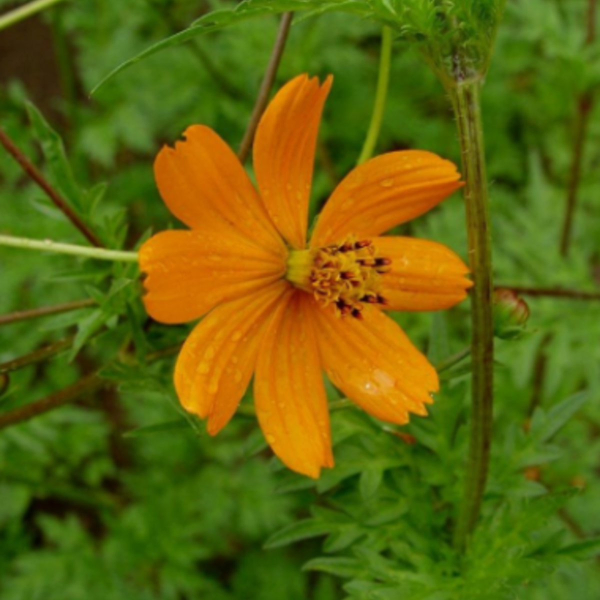 Diablo Cosmos Tarot Garden