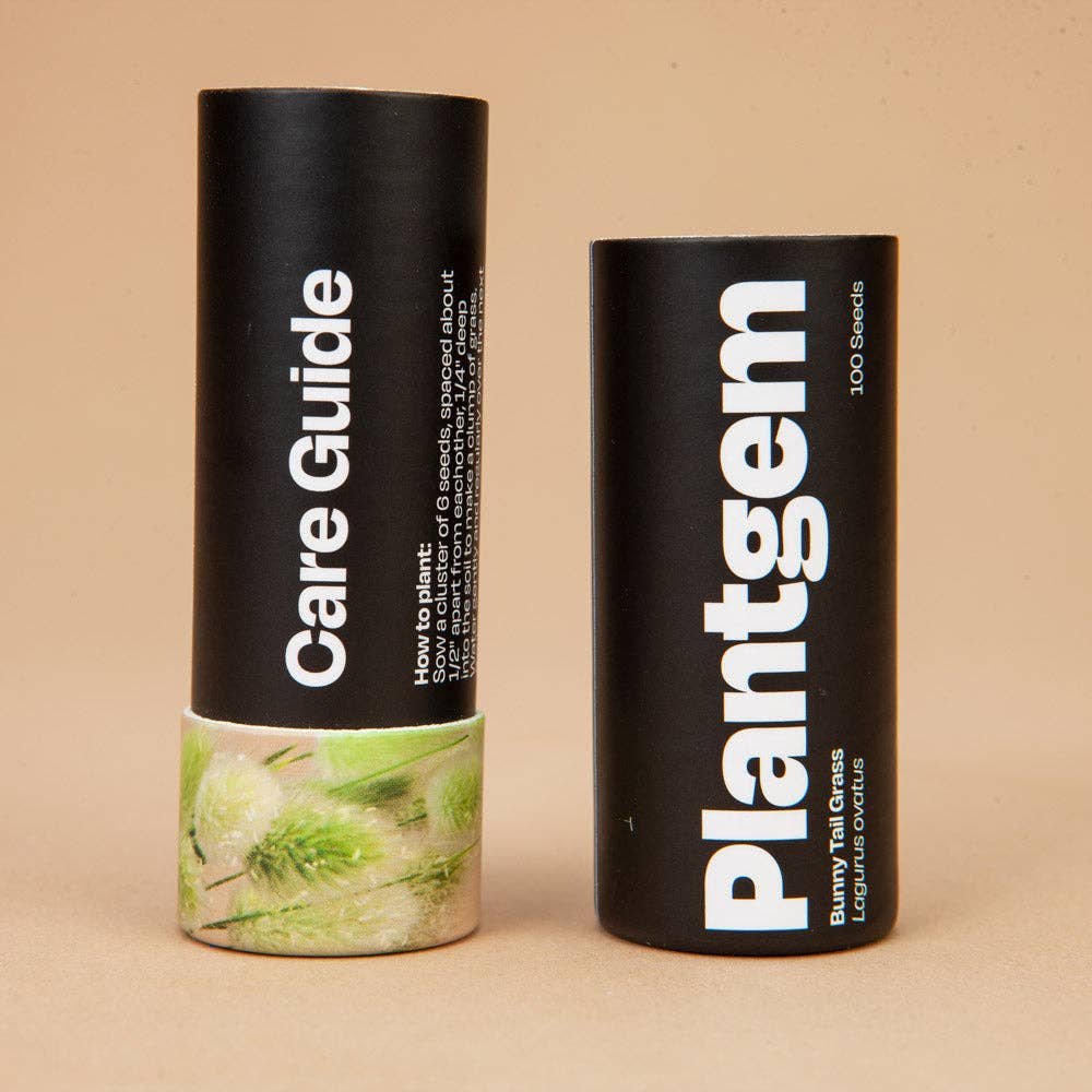 Bunny Tail Grass - 100 Seeds