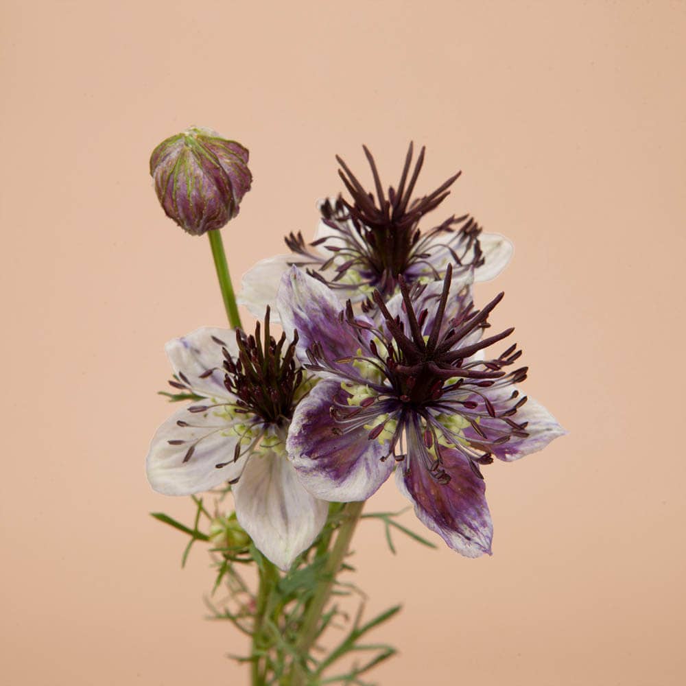 Love in a Mist Delft Blue - 100 Seeds