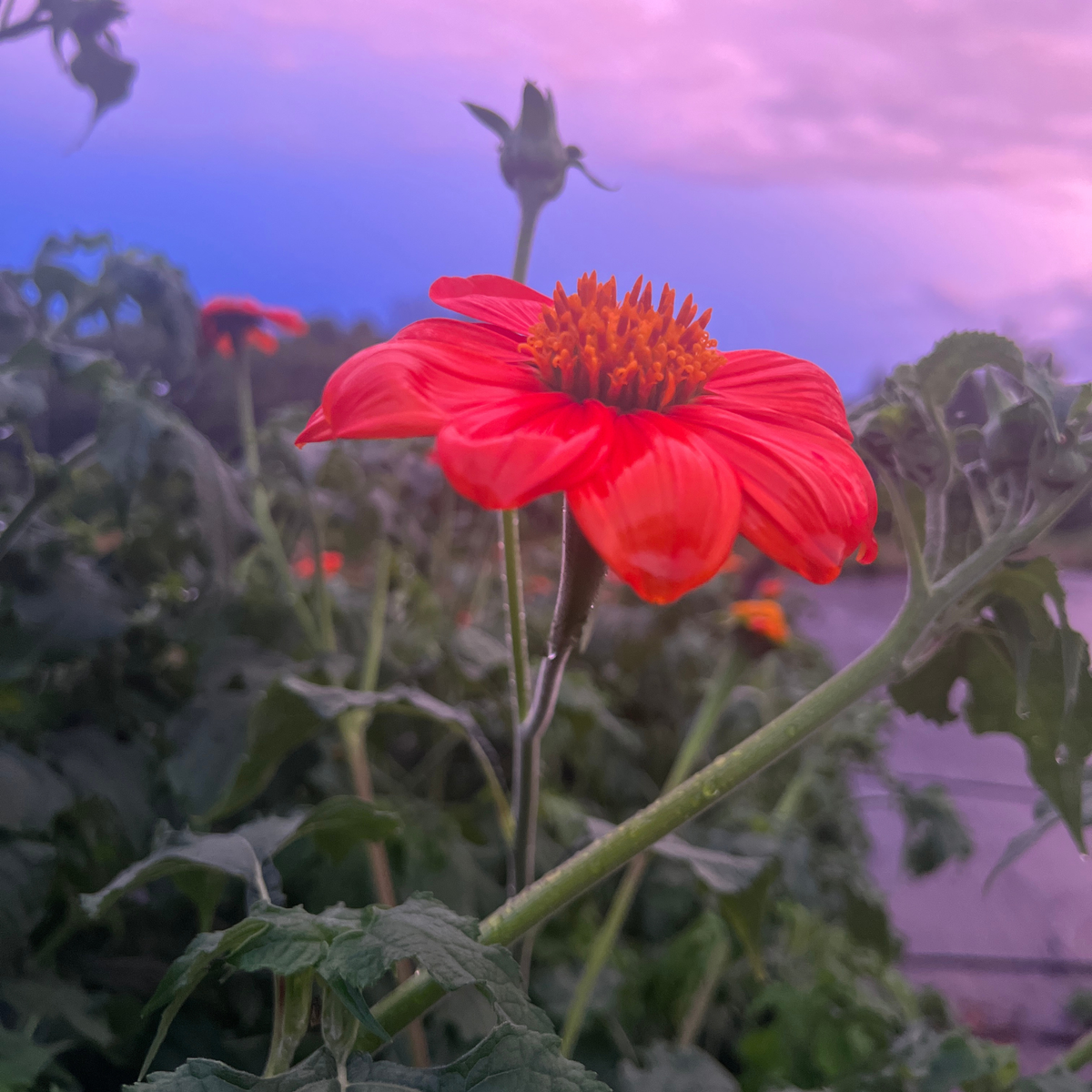 Mexican Sunflower Tarot Garden