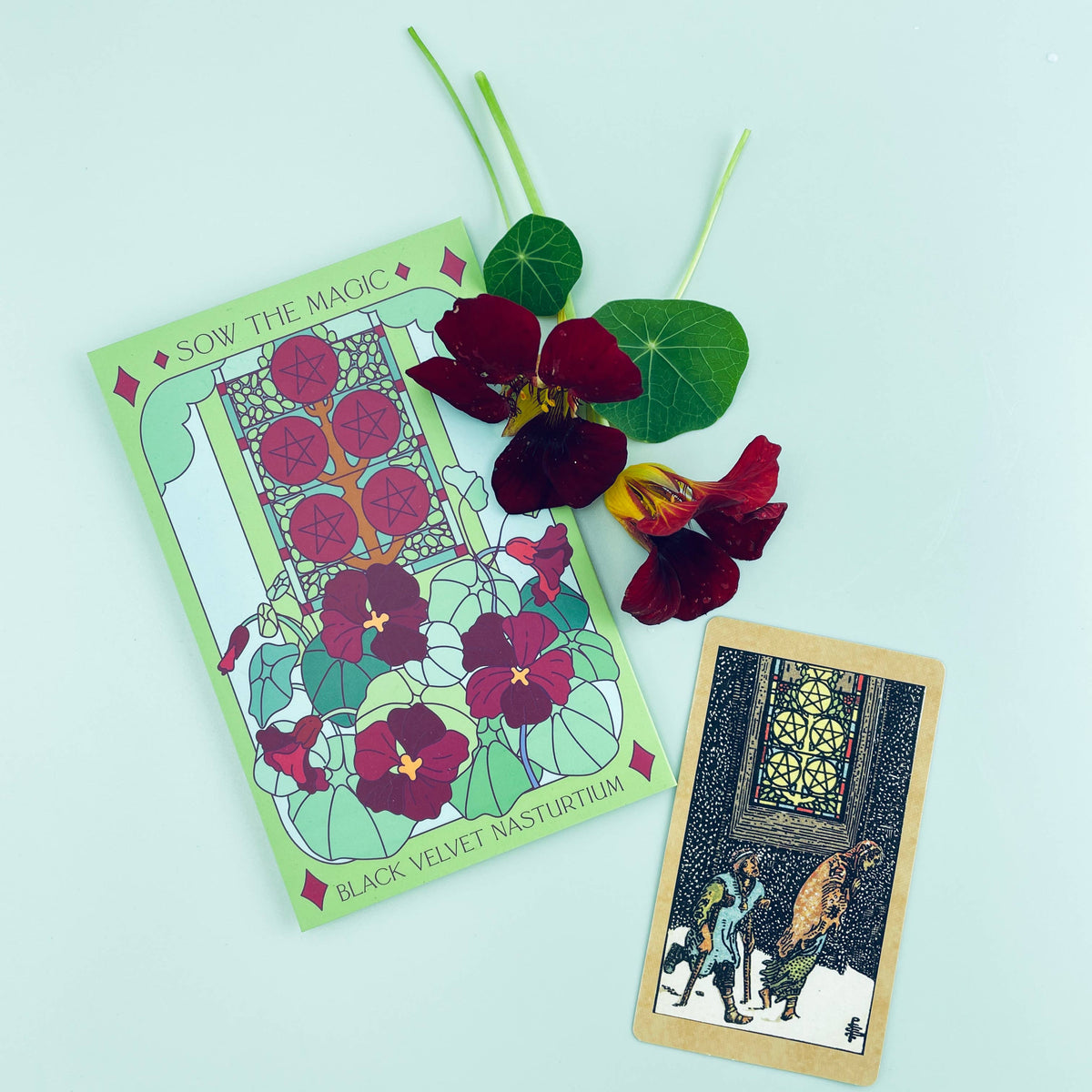 Black Velvet Nasturtium Tarot Garden