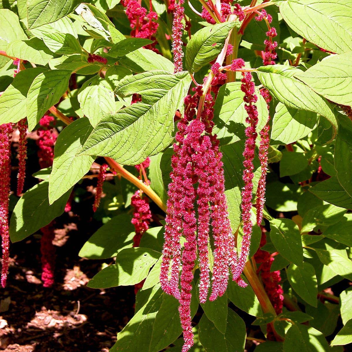 Love Lies Bleeding Tarot Garden