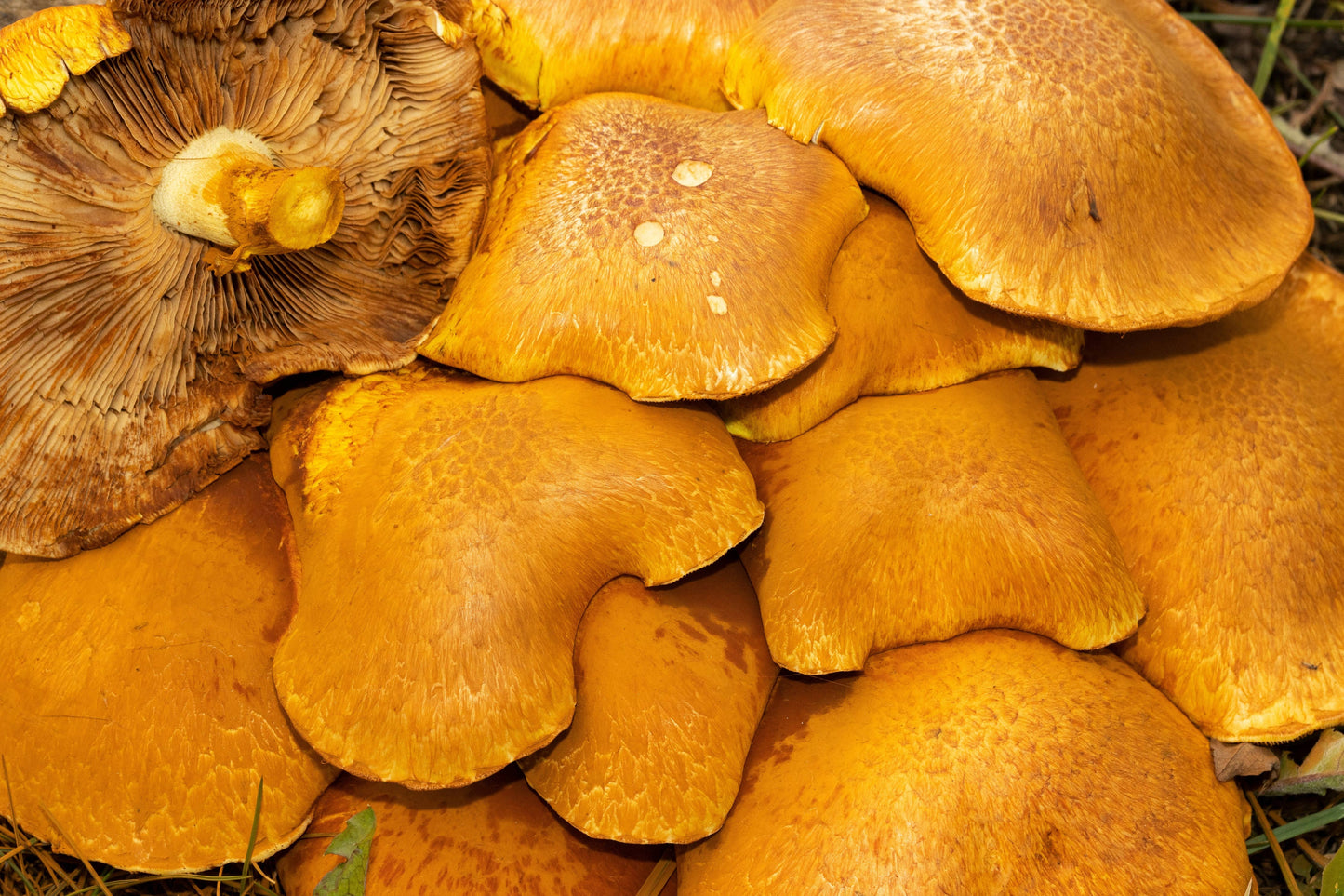 Shroomin' Extreme Anti-oxidant Serum