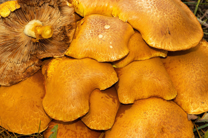 Shroomin' Extreme Anti-oxidant Serum