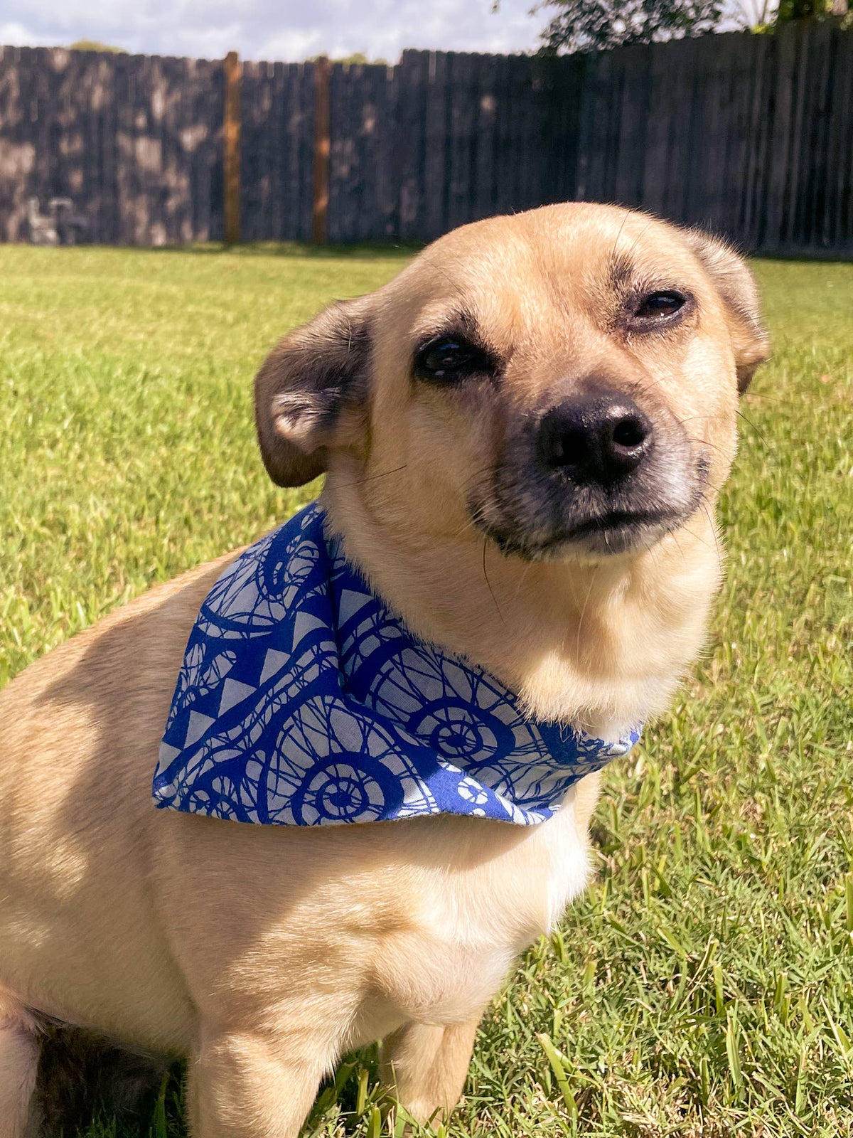 Saree Pet Bandana, Medium