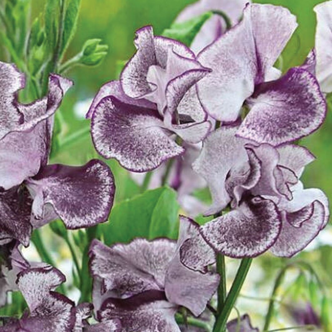 Sweet Pea Nimbus Seeds