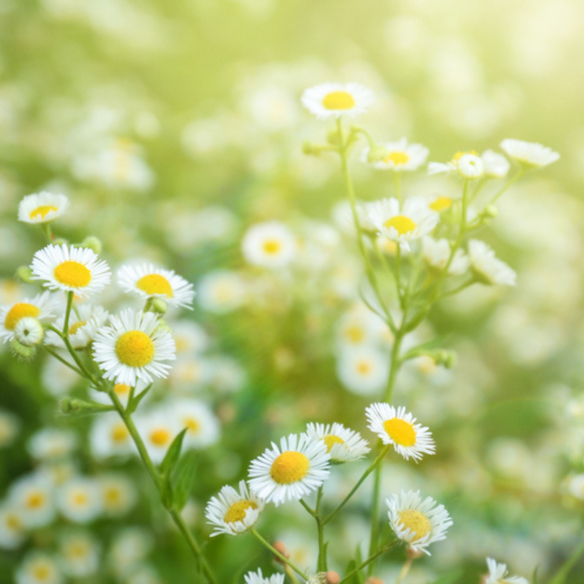 German Chamomile Tarot Garden