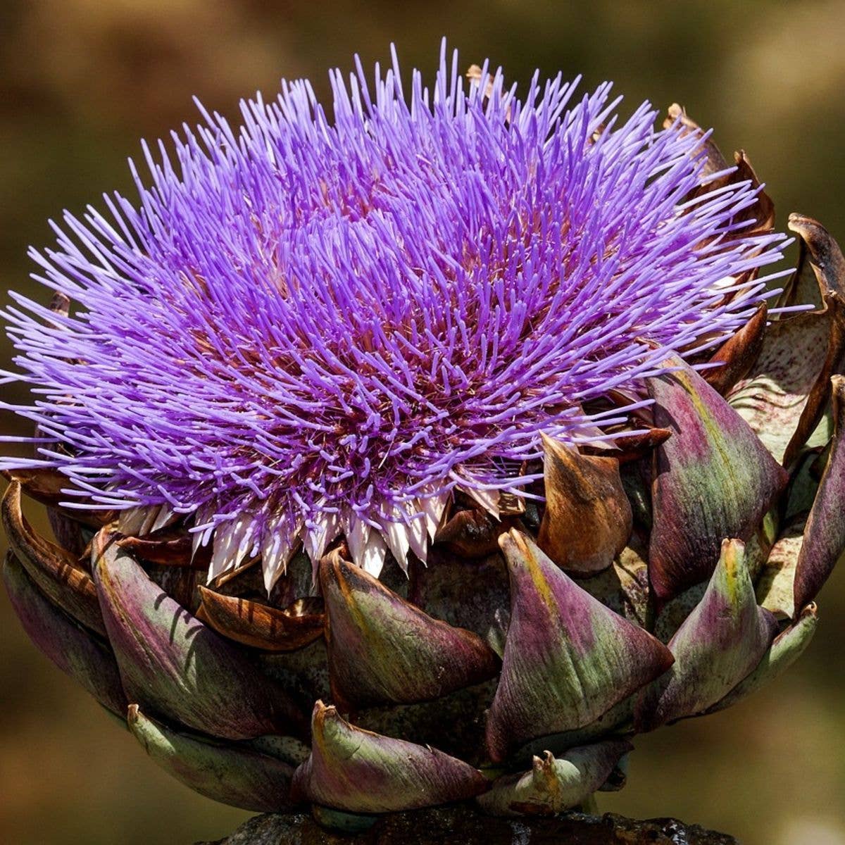 Purple Artichoke Tarot Garden
