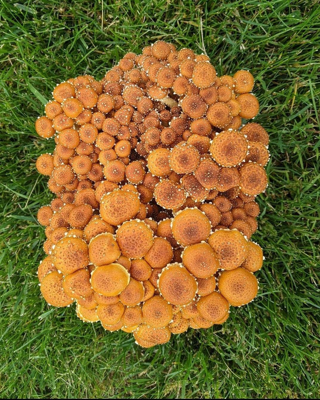 Chestnut “Ready-To-Fruit” Mushroom Grow Kit