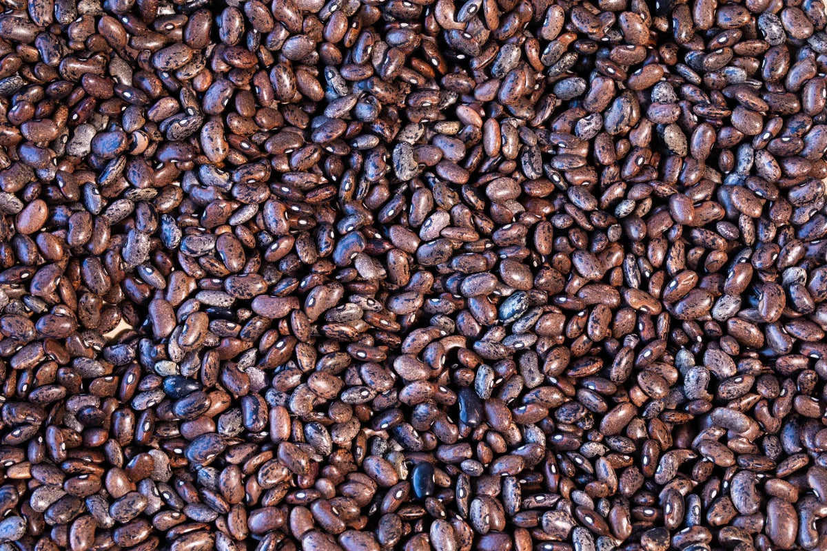 Rancho Gordo Moro Bean
