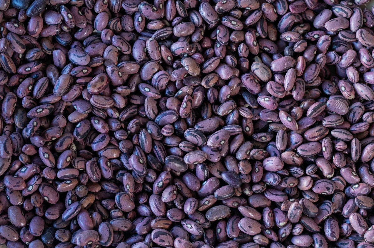 Rancho Gordo Rio Zape Bean
